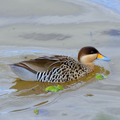 Silver Teal